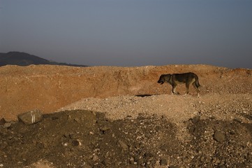 Lonely and hungry dog in the Turkish desert