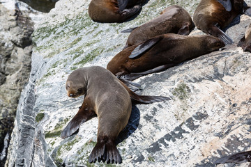 Fototapeta premium Southern fur seals basking at Milford Sound, South Island, New Zealand