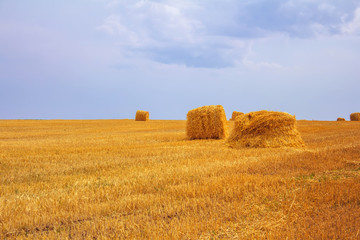 haystacks after harvest on the field