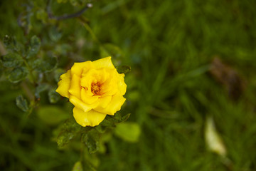 Fototapeta premium beautiful yellow rose Bush yellow rose
