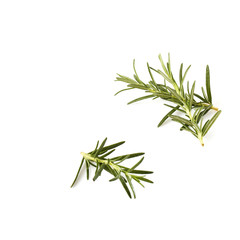 Fototapeta premium rosemary isolated on white background