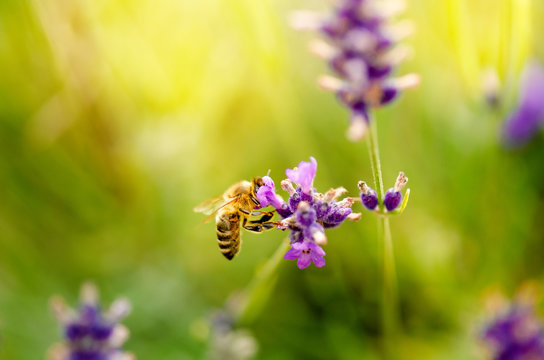 Fototapeta Honey bee on a lavender and collecting polen. Flying honeybee. One bee flying during sunshine day. Insect. Lavenders field with beautiful sunlight.