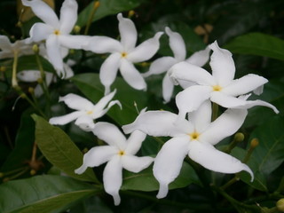 Fototapeta premium Starry White Periwinkle Flowers