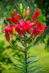 large red flowers of lilies with buds on a high trunk in the focus