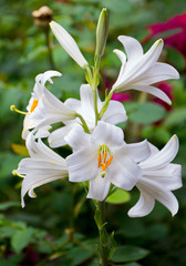 Magnificent white lilies with huge petals and yellow hearts on a high green stalk