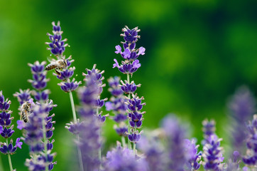 Honey bee on a lavender and collecting polen. Flying honeybee. One bee flying during sunshine day. Insect. Lavenders field with beautiful sunlight.