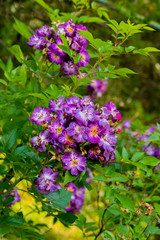 fluffy inflorescences of purple flowers on a decorative bush in the park