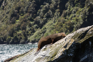 Southern fur seals basking at Milford Sound, South Island, New Zealand