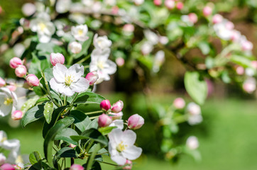 Blossom tree over nature background Spring flowers Background. Mother day. Branches of blossoming tree in garden.