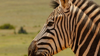 Close up of a Zebra standing next to you