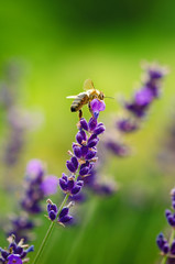 Honey bee on a lavender and collecting polen. Flying honeybee. One bee flying during sunshine day. Insect. Lavenders field with beautiful sunlight.