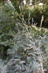 plante sauvage