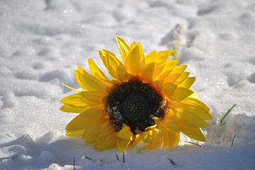 Sunflower in Snow