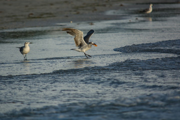 Seagull on Beach