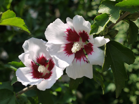 in the focus of the white with the burgundy middle of the flowers hibiscus attract a sweet nectar of insects