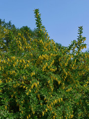 Fototapeta na wymiar A tall lush tree with yellow clusters of flowers and small green leaves