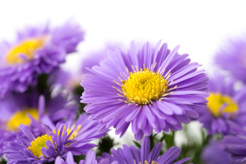 Aster novi-belgii