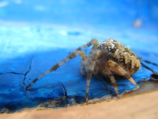 Macro spider arachnid insect nature