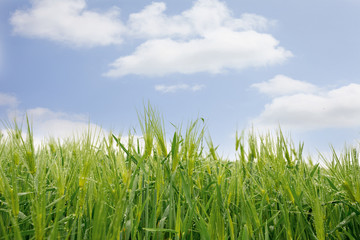 Fototapeta na wymiar Blue sky and barley field