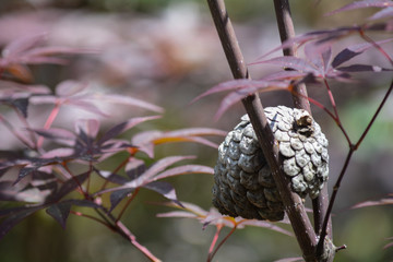 Pine-cone in Japanese maple