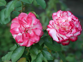 two lush full two-color rose flowers, white and pink roses on the background of green leaves and stems