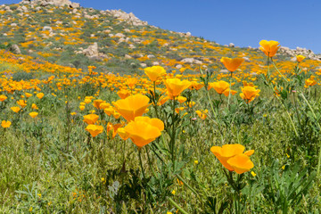 spring in California