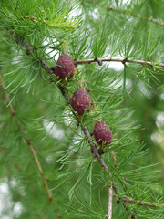 three young lumps on a branch of green larch with soft needles