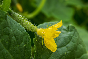 Flower and embryo of cucumber