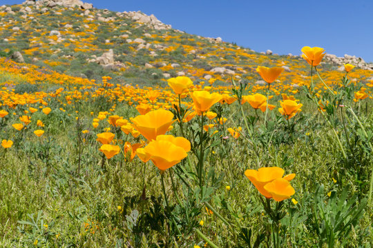 spring in California