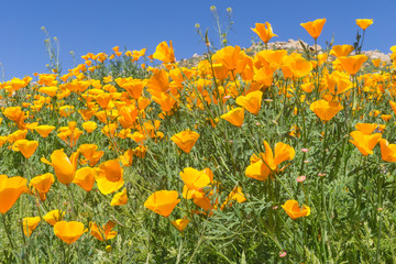 Poppies
