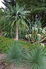 The botanical garden is planted with exotic cacti, pebbles and palm trees