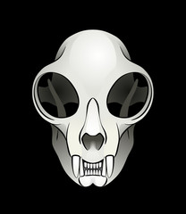 Cat's Skull. Vector illustration of a skull of a domestic cat on black background.