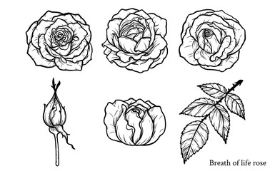 Rose vector set by hand drawing.Beautiful flower on white background.Rose art highly detailed in line art style.Breath of life rose for wallpaper