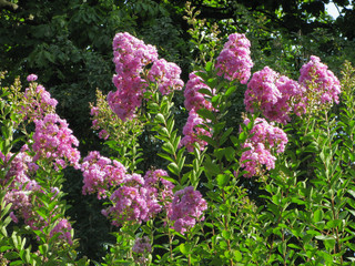 large fluffy clusters of pink flowers on a high stalk illuminated by the sun in the park
