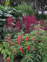 flowerbed with tall thin stems with red flowers and flowers with wide green leaves