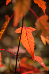 Beautiful red maple leaves in autumn