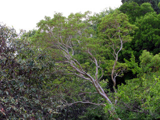 long leafless branches of trees against the background of their brethren but with leaves