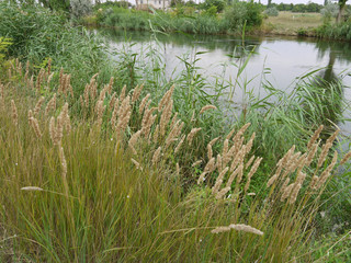 green shoots of grass and reeds growing on the shore of a small pond in the countryside