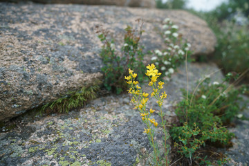 Flowers on the rocks