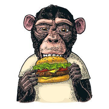 Monkey wearing a t-shirt eating a hamburger burger. Vintage color engraving