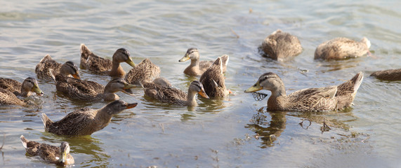 A flock of ducks on the pond. Among them there is a duck,   inadvertently caught a fisherman's tackle...   it's a disaster for her...