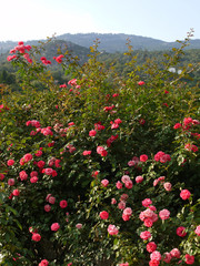 dense shrubs of pink roses against the background of distant high mountains