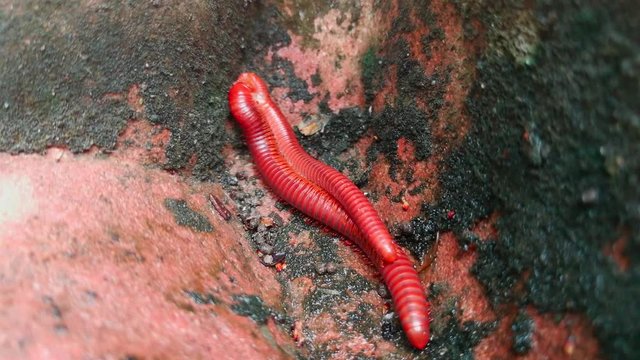 Mating millipede,millipede walking on ground,A Pair of Millipedes mating in Thailand