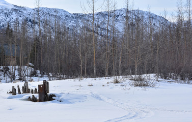 Things Found in the Snow and Ice