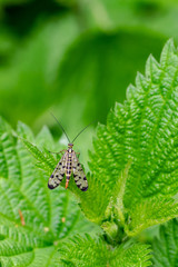 Common Scorpion Fly (Panorpa communis) resting on a stinging nettle leaf