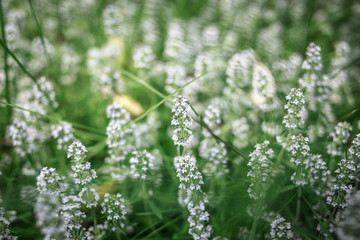 White flowers with green grass