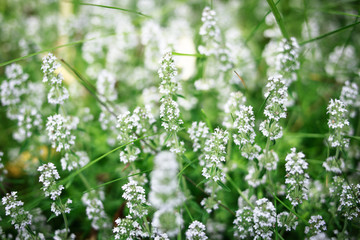 White flowers with green grass