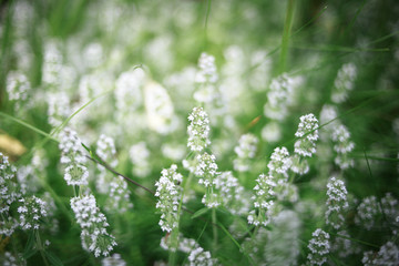 White flowers with green grass