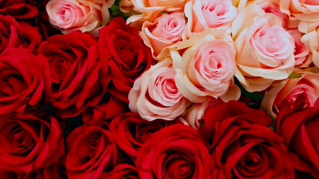bunch of multiple pink roses background