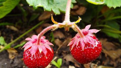 Delicious fragrant strawberries in the garden.